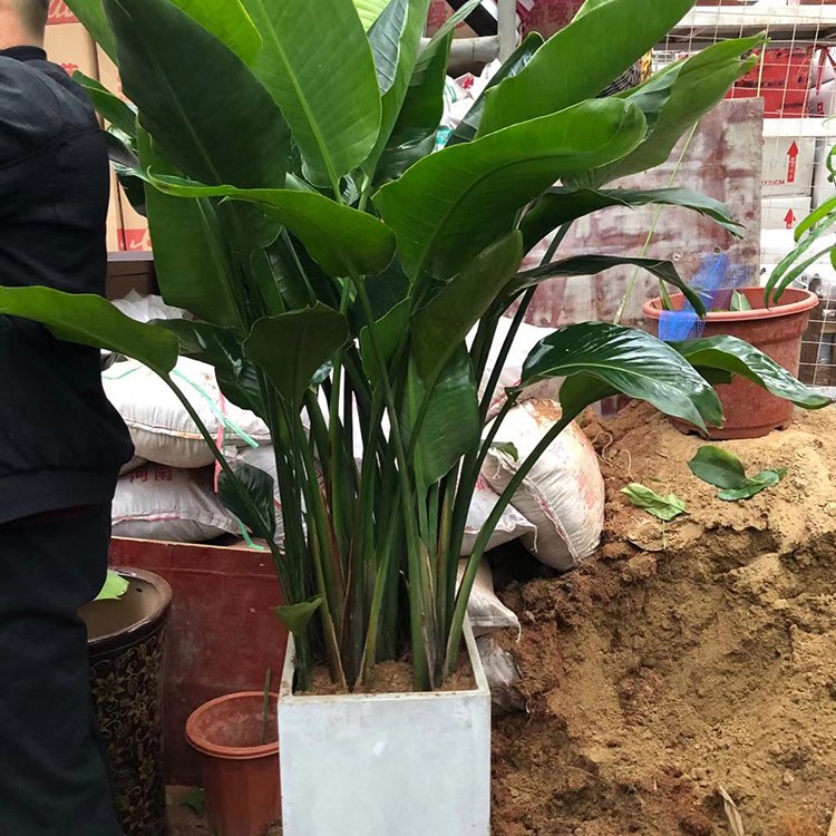 新鄉(xiāng)室內(nèi)綠植租賃 事業(yè)單位花卉租擺草花擺放 綠化綠植盆栽養(yǎng)護服務約1.00元,約0.80元,約0.6